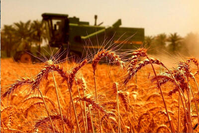 خرید 4 میلیون تن گندم در 21 استان/ خوزستان پیشتاز است
