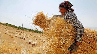نزدیک به 50 درصد مطالبات گندمکاران پرداخت شده است/ نیازی به واردات گندم نداریم