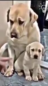 سگ در دفاع از توله اش مهر مادری را به رخ کشید + فیلم