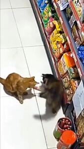 فیلم لحظه سرقت گربه در فروشگاه