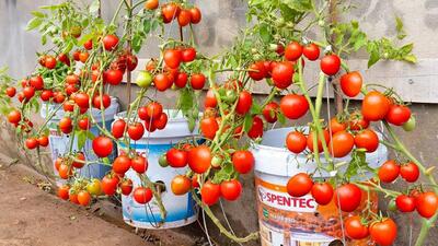 ایده های خلاقانه؛ باغچه نداری روی دیوار گوجه فرنگی بکار سر دو ماه محصول میده محشر