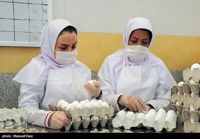 رشد 2 برابری ظرفیت تولید تخم مرغ در سیستان وبلوچستان - تسنیم