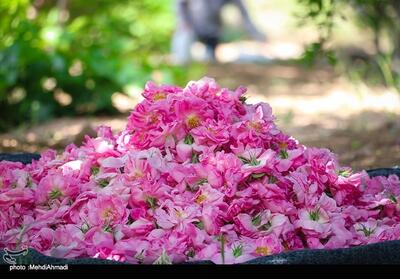 پیش‌بینی برداشت 7000 تن گل محمدی در کاشان - تسنیم