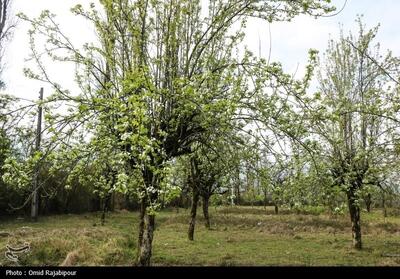 سال گذشته 5 میلیون درخت در اصفهان کاشته شد - تسنیم