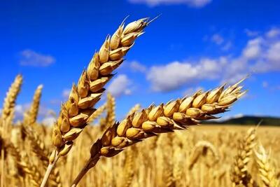 قیمت گندم امروز 23 خرداد1403 /خرید تضمینی 138 هزار تن گندم در کرمانشاه عملی می‌شود؟