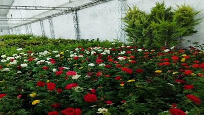 تولید ۱۰ هزار گلدان گل و گیاه زینتی در مراغه