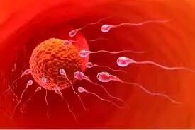 اسپرم می‌تواند در خون قاعدگی زنده بماند؟