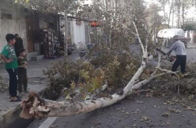 وزش باد شدید در پایتخت/ شکستن درختان، پارگی کابل‌های برق، سقوط سنگ در ارتفاعات و خسارت به تعدادی خودرو