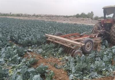 بهره‌برداری از ۷۷ پروژه کشاورزی استان کردستان در هفته جهاد کشاورزی