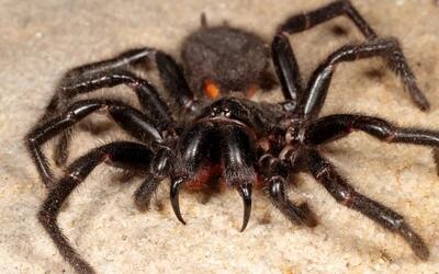 مشاهده بیوه سیاه یکی از سمی ترین عنکبوت های دنیا در جزیره قشم+فیلم