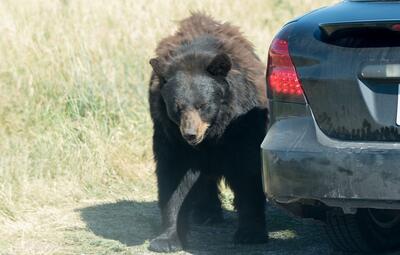 (ویدئو) علاقه عجیب خرس‌ها به خوردن فوم صندلی خودرو