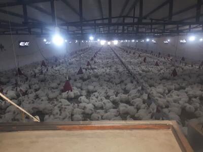 ۱۶ طرح توسعه مرغ گوشتی با ظرفیت ۳۲۵ هزار قطعه جوجه در رفسنجان افتتاح شد