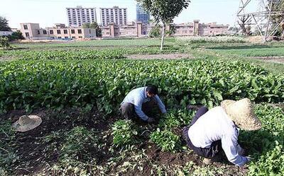 توضیحات دادستان تهران درباره استفاده از پساب‌های فاضلاب برای آبیاری محصولات کشاورزی در تهران