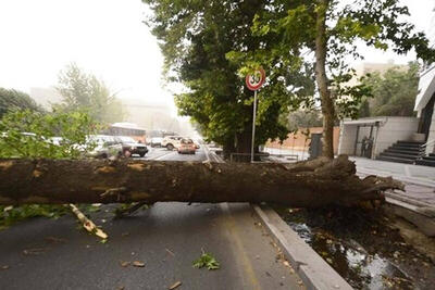 ببینید | افتادن درخت تنومند در بلوار کشاورز تهران بر اثر تند باد
