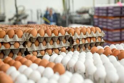 صادرات ۴۰ هزار تن تخم مرغ از ابتدای سال به بازارهای هدف