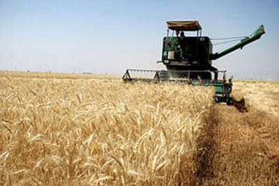 خرید گندم از مرز ۴ میلیون تن گذشت