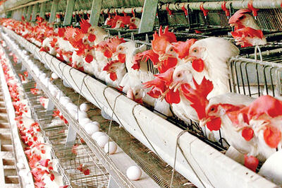 احتمال صادرات گوشت قرمز از نیمه دوم امسال| ۶۵۰۰ تن گوشت مرغ صادر شد