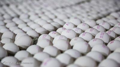 صادرات ۴۰ هزار تن تخم مرغ از ابتدای سال به بازار‌های هدف