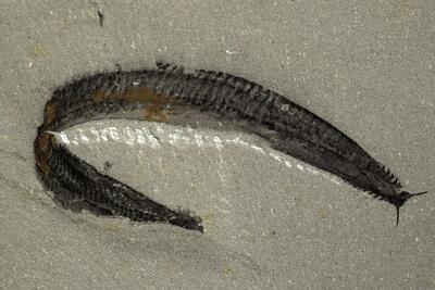 این فسیل دریایی جد مهره‌داران امروزی است؛ اما دانشمندان آن را برعکس مطالعه کرده بودند - زومیت