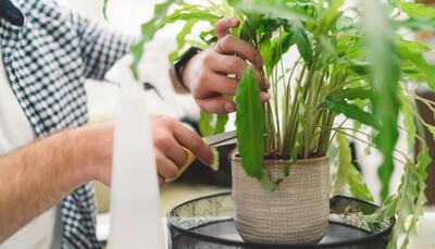 فواید و نحوه ی هرس کردن گیاهان آپارتمانی