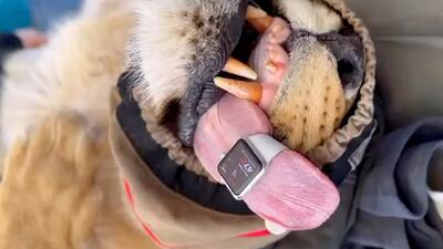 اپل واچ در خدمت حیات وحش: دامپزشکان ضربان قلب شیرها را با ساعت هوشمند اپل کنترل می‌کنند [تماشا کنید]