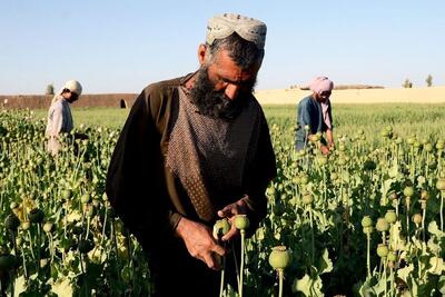 کاهش 95درصدی کشت خشخاش در افغانستان/ طالبان دست از کشت مواد مخدر می‌کشد؟