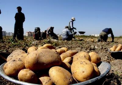 کاهش 20درصدی کشت سیب‌زمینی در کشور/ خشکسالی چه بلایی بر سر سفره خانوار می‌آورد؟