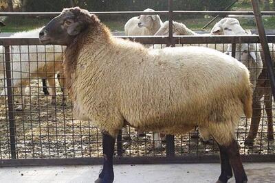 قیمت گوسفند عید چند؟