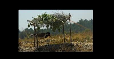 (ویدئو) ساخت سایه‌بان برای پرنده مادر به دست مستندساز حیات وحش