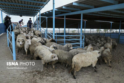 قیمت دام زنده امروز ۲۵ خرداد /گوسفند کیلویی چند؟