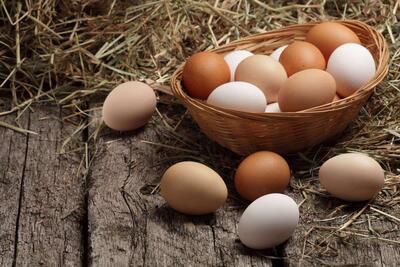 از ابتدای سال 40 هزار تن تخم مرغ صادر شده است