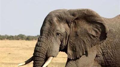 پژوهشی جدید: فیل‌ها یکدیگر را با اسم صدا می‌زنند