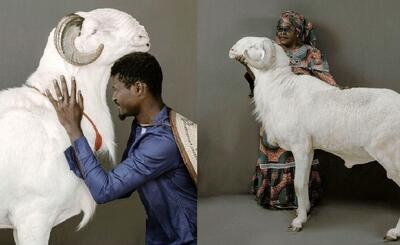 رونمایی از گرانترین گوسفندانی که زندگی تجملاتی دارند | رویداد24