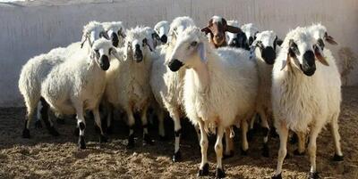 قیمت دام زنده امروز ۲۵ خرداد ۱۴۰۳ / گوسفند کیلویی چند؟