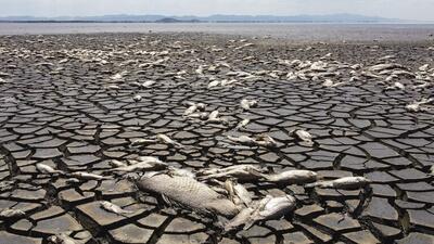 خشکسالی باعث تلف شدن هزاران ماهی در مکزیک شد+ تصاویر | خبرگزاری بین المللی شفقنا