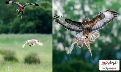 (تصاویر)نبرد هیجان انگیز در آسمان برای بقاء!/لحظه‌‌ی نفس‌گیر درگیری دو پرنده‌ی شکاری شما را شگفت زده خواهد کرد...