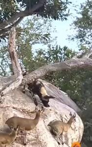 ویدئو/ ناکامی خنده دار سگ های وحشی در شکار بزهای کوهی