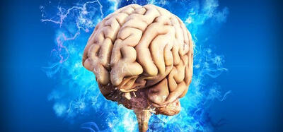 محل مغز دوم انسان
