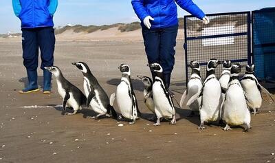 بازگشت ۱۴ پنگوئن به حیات وحش پس از بازپروری موفقیت‎‌آمیز (فیلم)