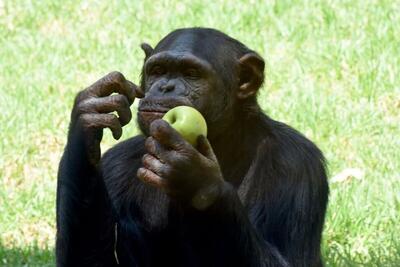 آزمایش رفتاری روی شامپانزه‌ ها؛ به شانس تکیه می‌کنند