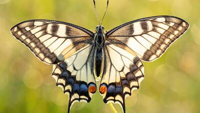 حیات در ابعاد کوچک: سفری به دنیای شگفت‌انگیز یک پروانه از نمایی نزدیک (عکس)
