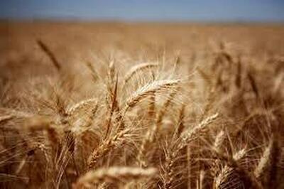 برداشت بیش از۷۰ هزار تن گندم از مزارع لرستان