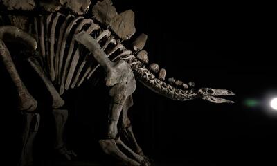 حراج فسیل دایناسور، کامل، نایاب، فقط ۳۵۰ میلیارد تومان!