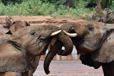 نتیجه عجیب یک تحقیق درباره نحوه ارتباط برقرار کردن فیل‌ها