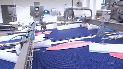 (ویدئو) فرآیند تهیه صدها تن فیله ماهی سالمون در یک کارخانه آلمانی