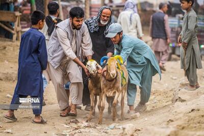 (تصاویر) بازار دام کابل در آستانه عید قربان