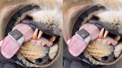 (ویدئو) بستن اپل واچ دور زبان یک شیر برای اندازه‌گیری ضربان قلب