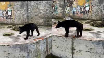 غمگین‌ترین خرس جهان که رژیم غذایی گیاهخواری اجباری او را نحیف کرده است