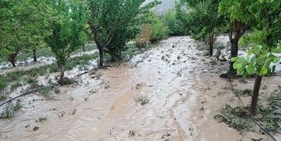 صددرصد باغات و غلات مناطق سیل زده مشکین شهر خسارت دیده است