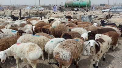 ۱۴ هزار رأس دام عشایر سیستان و بلوچستان در عید قربان عرضه می‌شود